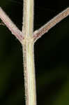 Heartleaf skullcap